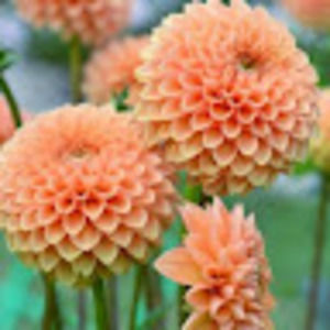 Meet your Posher, Jaazy